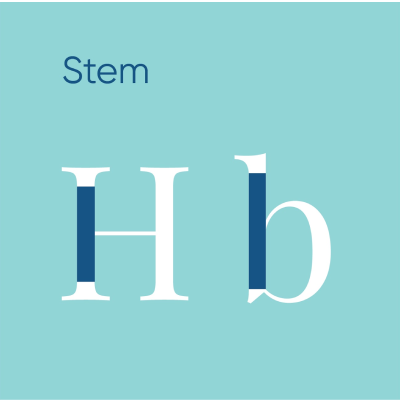 A professional typography diagram illustrating the stem anatomy of a typeface using the letters H and b