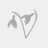 A professional minimalist snowdrop flower brush design featuring delicate gray line art for elegant floral branding