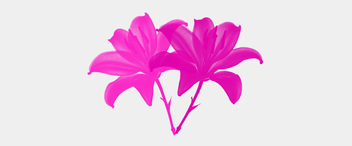 A collection of colorful digital flower brushes and floral patterns for free download freebie